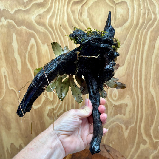 Scapeshop.com.au One Only Double Bucephalandra on Large Driftwood - ONE ONLY - Elegant Double Bucephalandra on Large Driftwood - ONE ONLY - Elegant