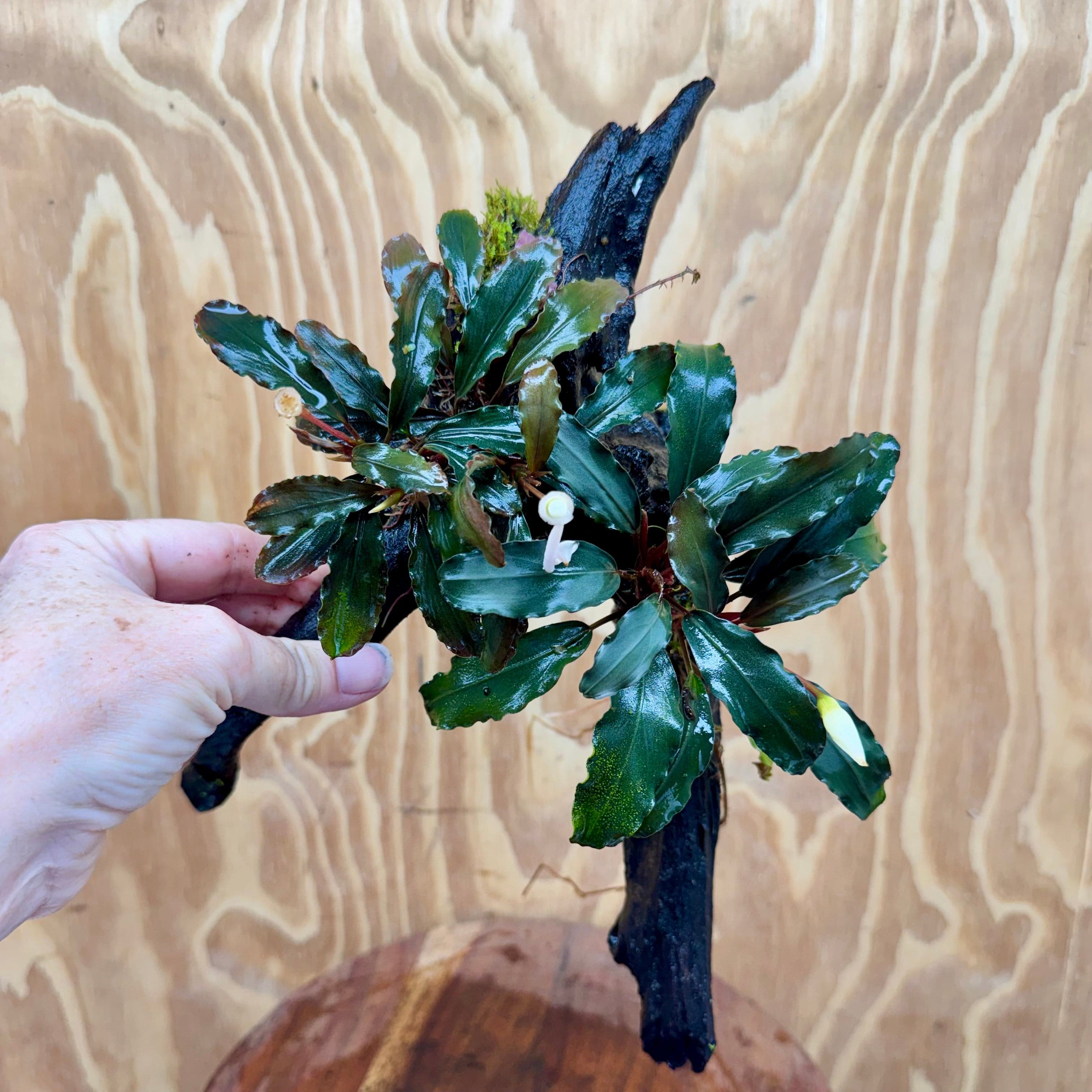 Scapeshop.com.au One Only Double Bucephalandra on Large Driftwood - ONE ONLY - Elegant Double Bucephalandra on Large Driftwood - ONE ONLY - Elegant
