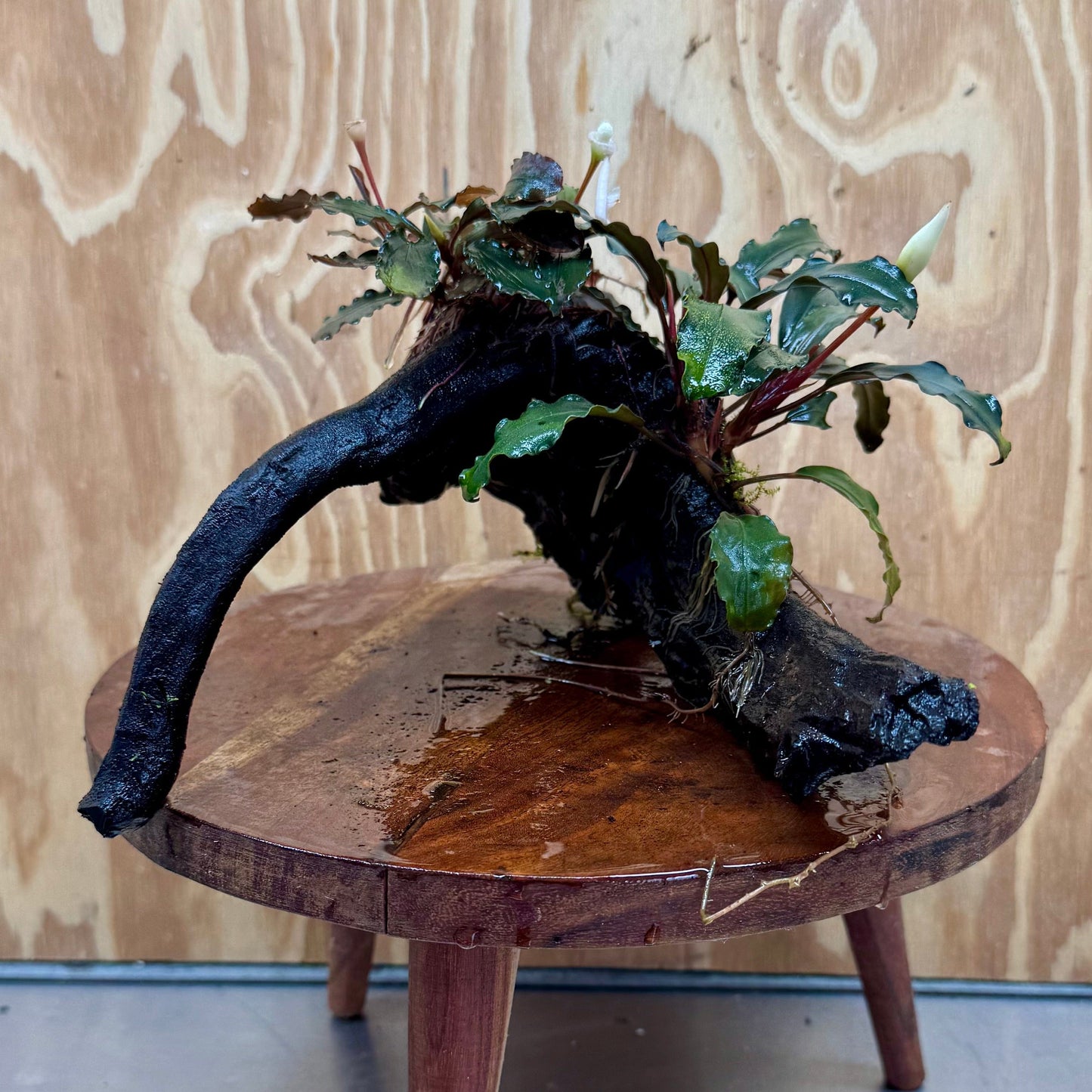 Scapeshop.com.au One Only Double Bucephalandra on Large Driftwood - ONE ONLY - Elegant Double Bucephalandra on Large Driftwood - ONE ONLY - Elegant