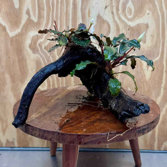 Scapeshop.com.au One Only Double Bucephalandra on Large Driftwood - ONE ONLY - Elegant Double Bucephalandra on Large Driftwood - ONE ONLY - Elegant