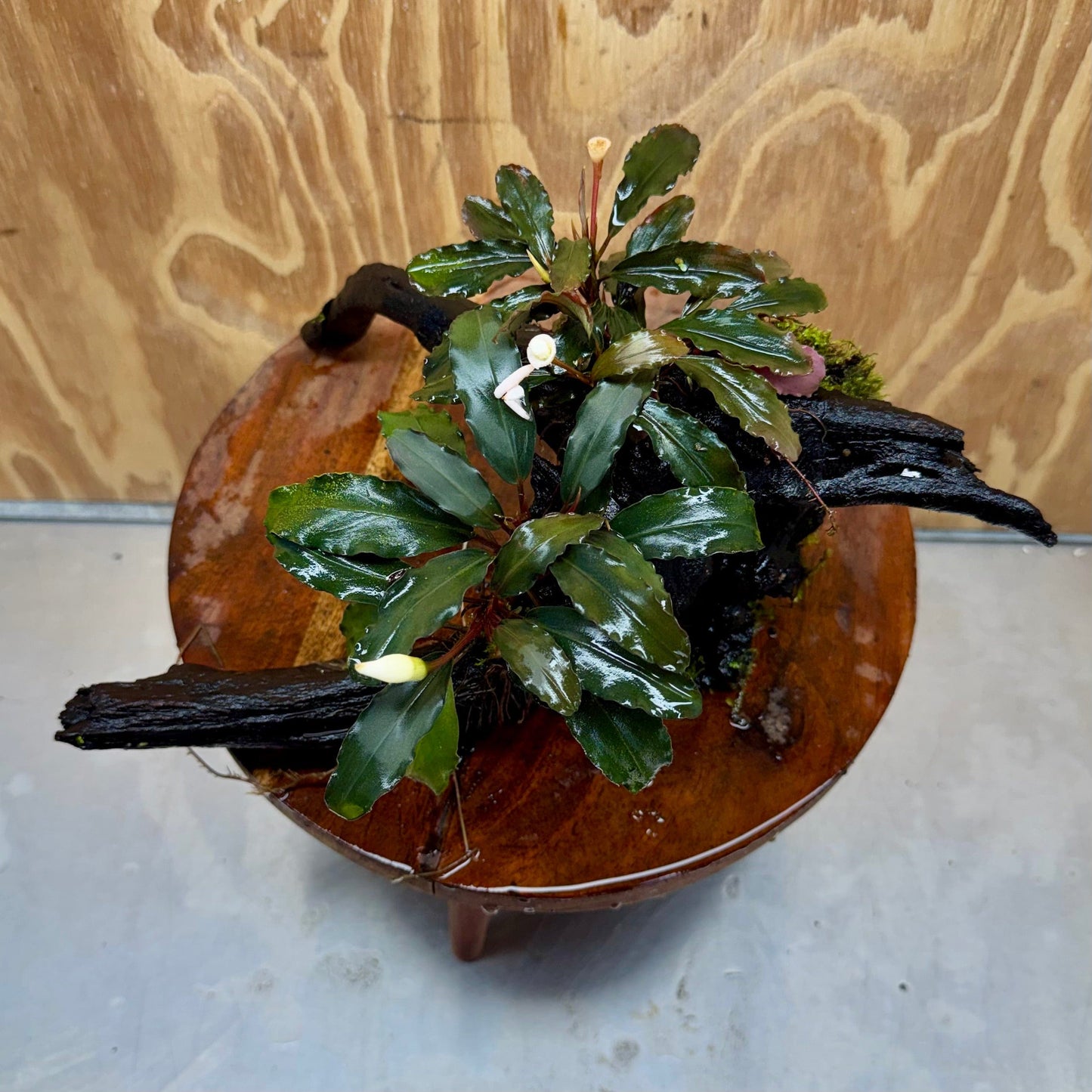 Scapeshop.com.au One Only Double Bucephalandra on Large Driftwood - ONE ONLY - Elegant Double Bucephalandra on Large Driftwood - ONE ONLY - Elegant