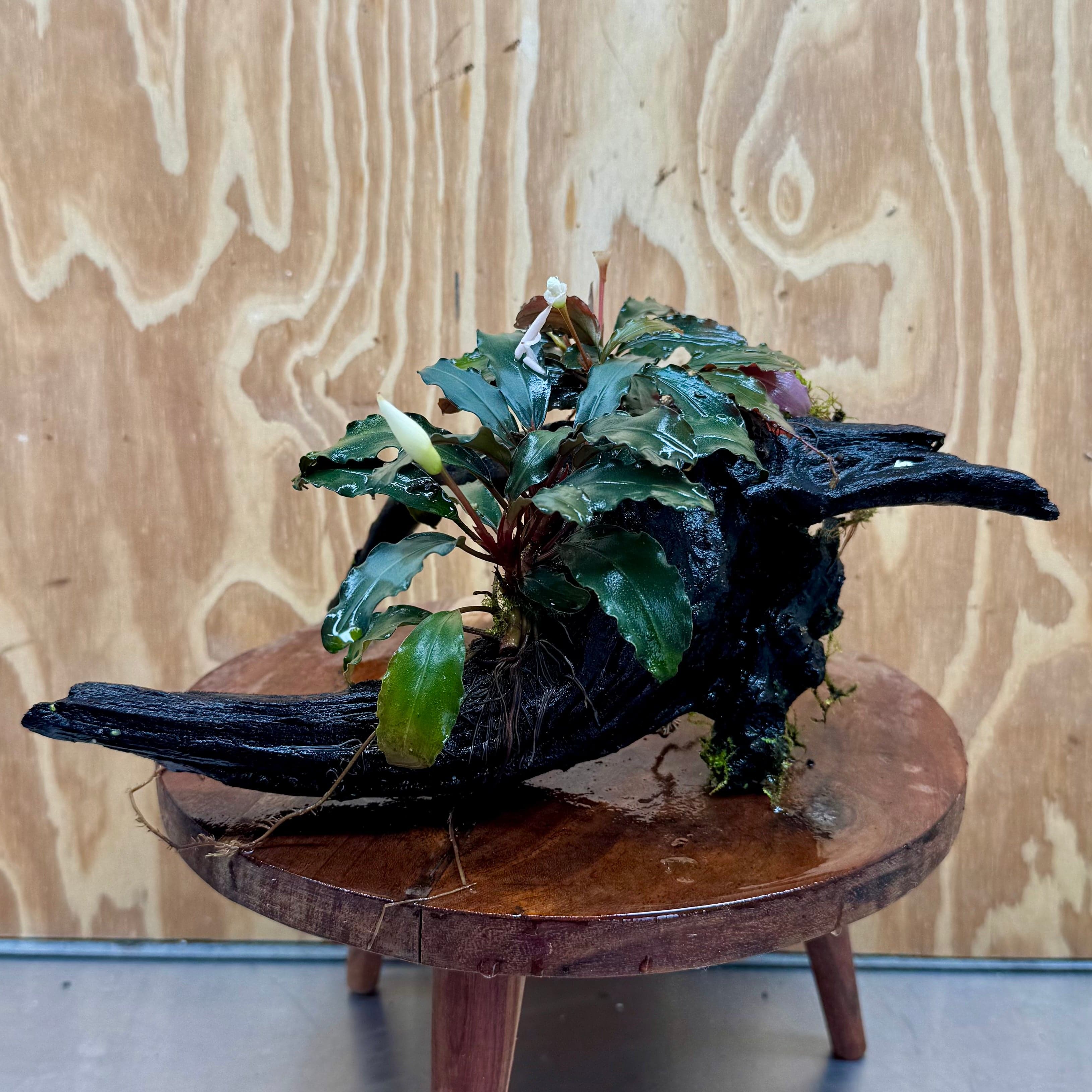 Scapeshop.com.au One Only Double Bucephalandra on Large Driftwood - ONE ONLY - Elegant Double Bucephalandra on Large Driftwood - ONE ONLY - Elegant