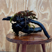 Scapeshop.com.au One Only Double Bucephalandra on Large Driftwood - ONE ONLY - Elegant Double Bucephalandra on Large Driftwood - ONE ONLY - Elegant