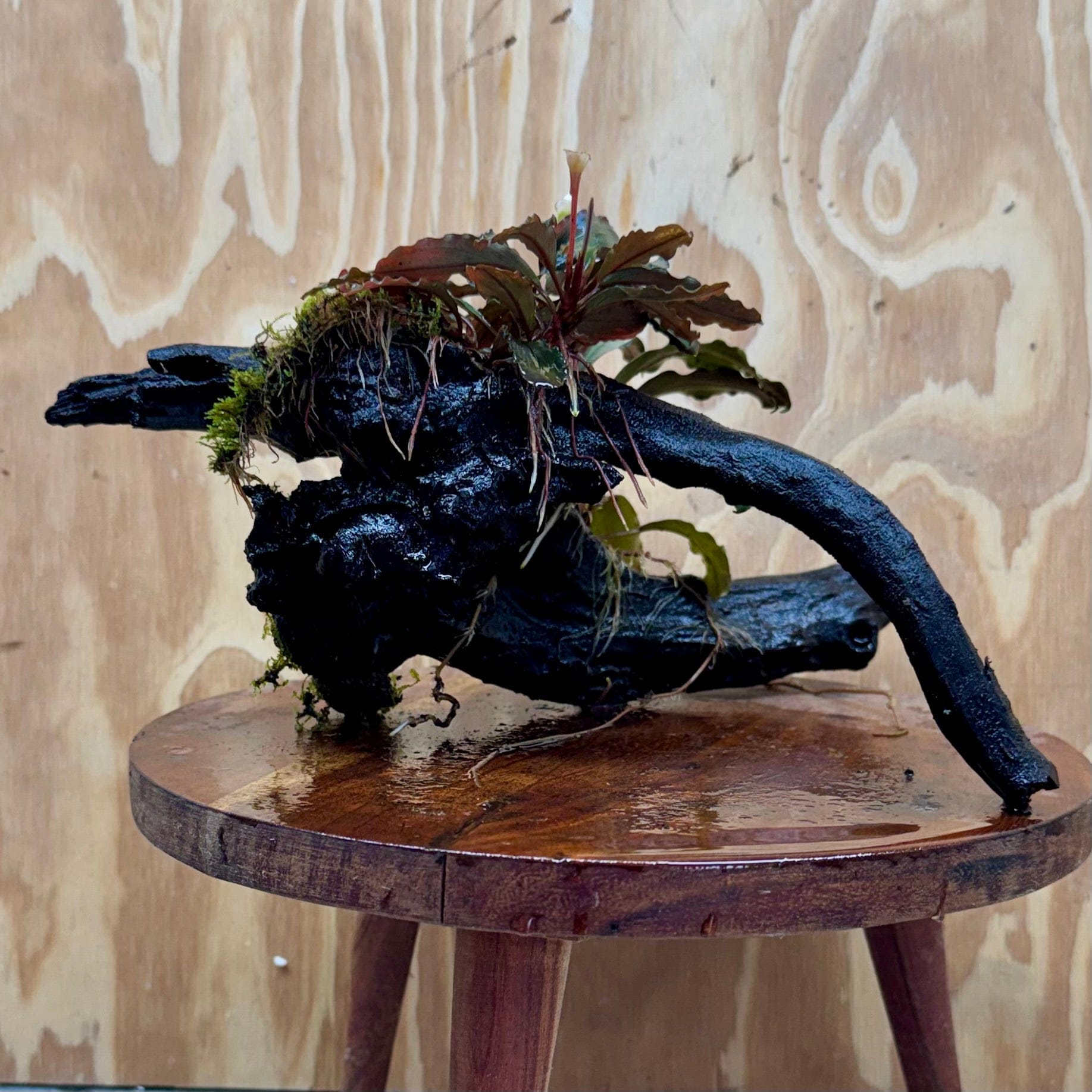 Scapeshop.com.au One Only Double Bucephalandra on Large Driftwood - ONE ONLY - Elegant Double Bucephalandra on Large Driftwood - ONE ONLY - Elegant