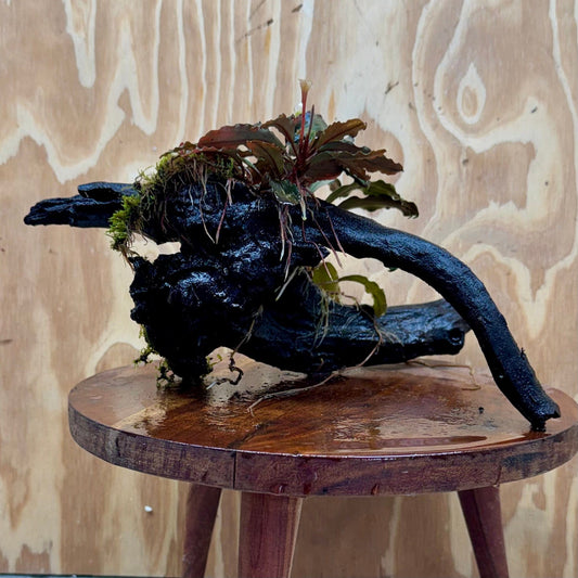 Scapeshop.com.au One Only Double Bucephalandra on Large Driftwood - ONE ONLY - Elegant Double Bucephalandra on Large Driftwood - ONE ONLY - Elegant