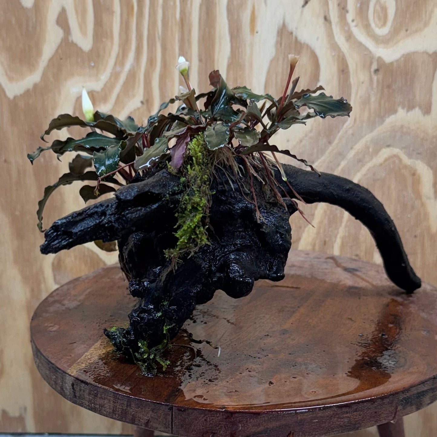 Scapeshop.com.au One Only Double Bucephalandra on Large Driftwood - ONE ONLY - Elegant Double Bucephalandra on Large Driftwood - ONE ONLY - Elegant