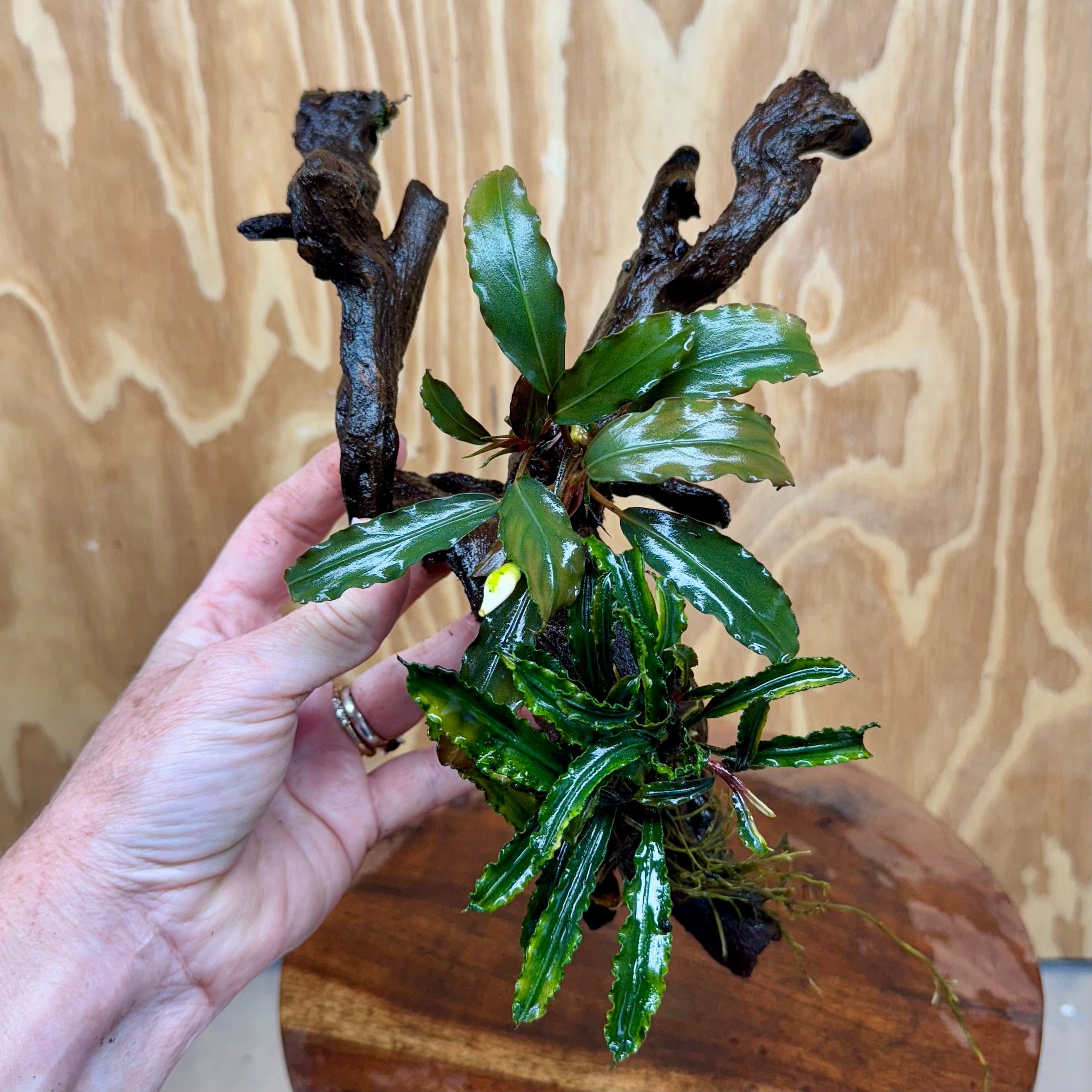 Scapeshop.com.au One Only Double Bucephalandra on Large Driftwood - ONE ONLY - Eye-catching Double Bucephalandra on Large Driftwood - ONE ONLY - Eye-catching