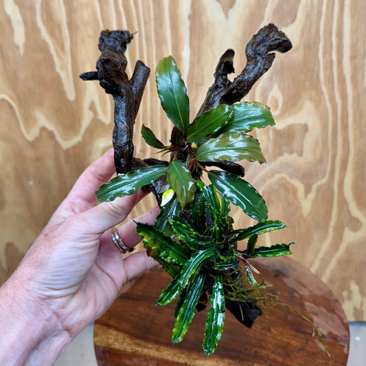 Scapeshop.com.au One Only Double Bucephalandra on Large Driftwood - ONE ONLY - Eye-catching Double Bucephalandra on Large Driftwood - ONE ONLY - Eye-catching