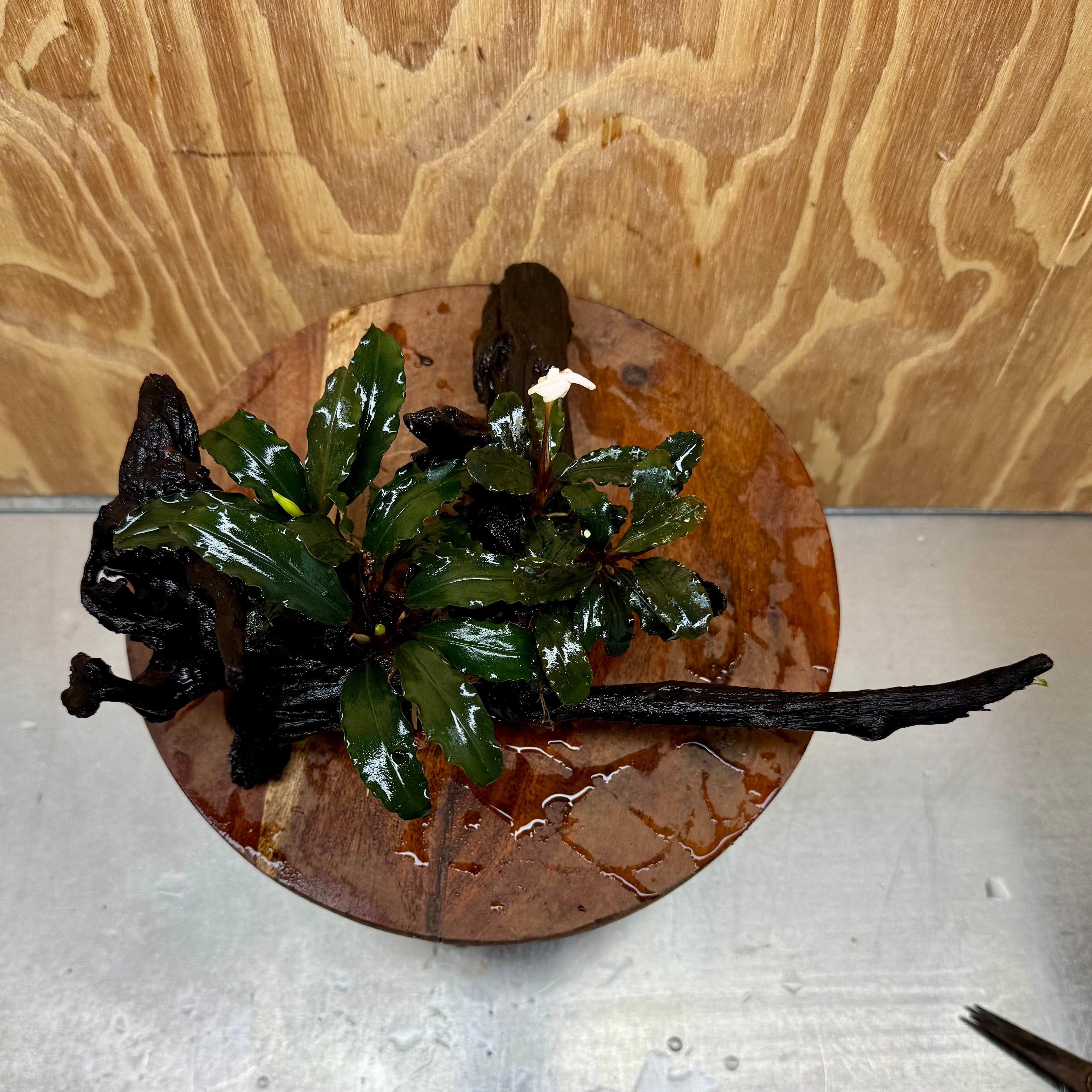 Scapeshop.com.au One Only Double Bucephalandra on Large Driftwood - ONE ONLY - Eye-catching Double Bucephalandra on Large Driftwood - ONE ONLY - Eye-catching