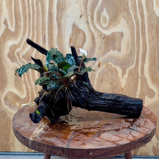 Scapeshop.com.au One Only Double Bucephalandra on Large Driftwood - ONE ONLY - Eye-catching Double Bucephalandra on Large Driftwood - ONE ONLY - Eye-catching