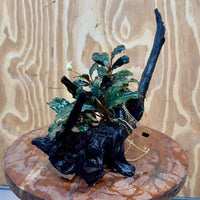 Scapeshop.com.au One Only Double Bucephalandra on Large Driftwood - ONE ONLY - Eye-catching Double Bucephalandra on Large Driftwood - ONE ONLY - Eye-catching
