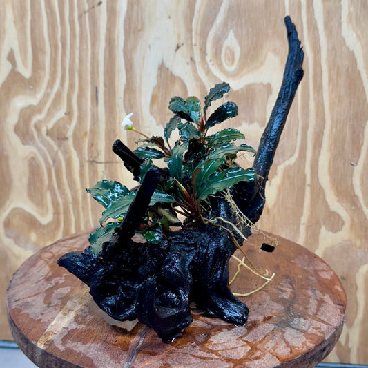 Scapeshop.com.au One Only Double Bucephalandra on Large Driftwood - ONE ONLY - Eye-catching Double Bucephalandra on Large Driftwood - ONE ONLY - Eye-catching