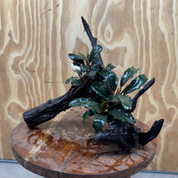 Scapeshop.com.au One Only Double Bucephalandra on Large Driftwood - ONE ONLY - Eye-catching Double Bucephalandra on Large Driftwood - ONE ONLY - Eye-catching
