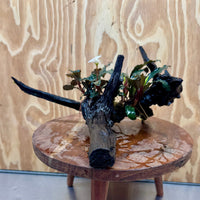 Scapeshop.com.au One Only Double Bucephalandra on Large Driftwood - ONE ONLY - Eye-catching Double Bucephalandra on Large Driftwood - ONE ONLY - Eye-catching