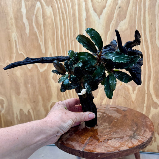 Scapeshop.com.au One Only Double Bucephalandra on Large Driftwood - ONE ONLY - Eye-catching Double Bucephalandra on Large Driftwood - ONE ONLY - Eye-catching