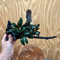 Scapeshop.com.au One Only Double Bucephalandra on Large Driftwood - ONE ONLY - Eye-catching Double Bucephalandra on Large Driftwood - ONE ONLY - Eye-catching