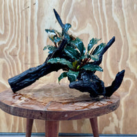 Scapeshop.com.au One Only Double Bucephalandra on Large Driftwood - ONE ONLY - Eye-catching Double Bucephalandra on Large Driftwood - ONE ONLY - Eye-catching