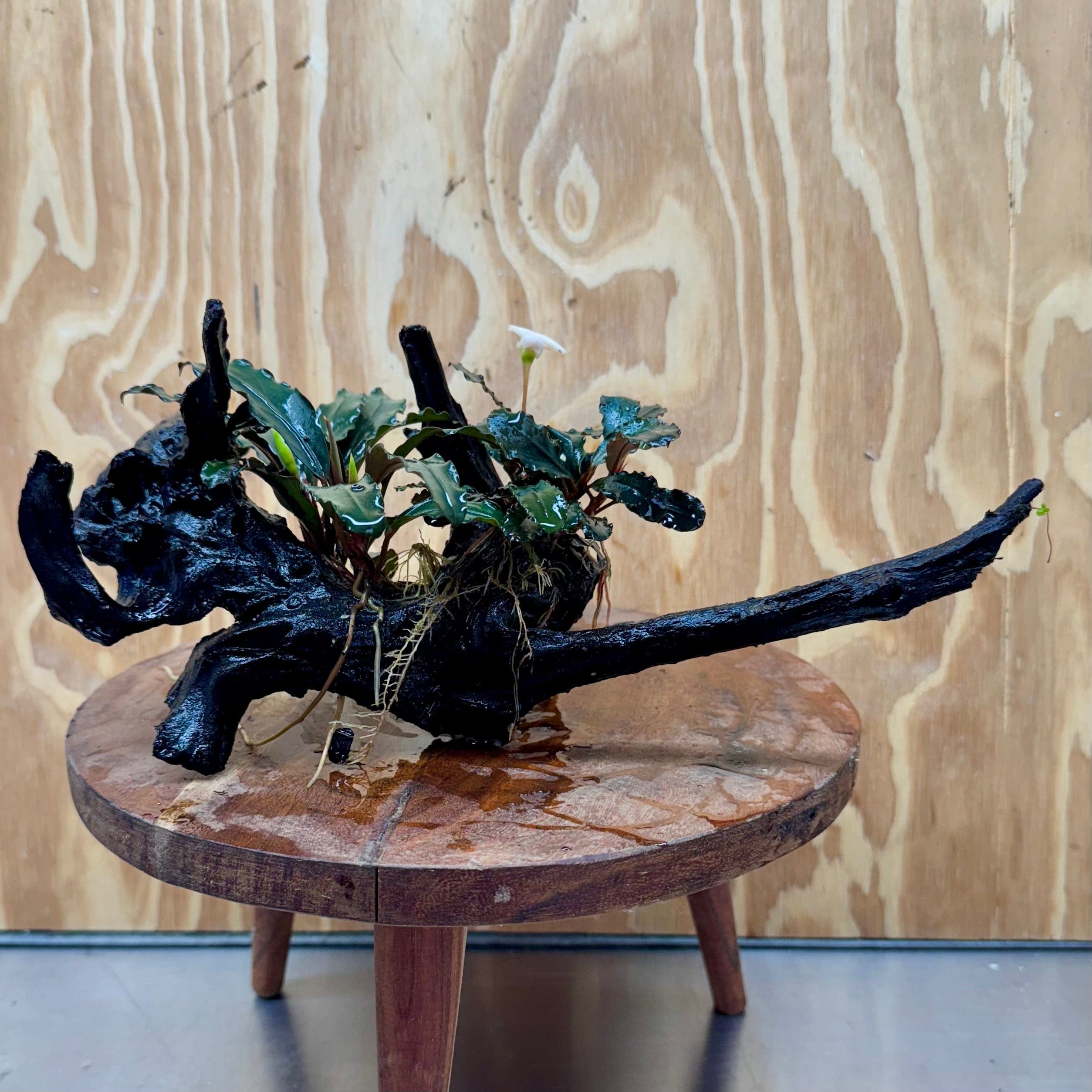 Scapeshop.com.au One Only Double Bucephalandra on Large Driftwood - ONE ONLY - Eye-catching Double Bucephalandra on Large Driftwood - ONE ONLY - Eye-catching