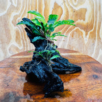 Scapeshop.com.au One Only Double Bucephalandra on Medium Driftwood - ONE ONLY - Elegant Double Bucephalandra on Medium Driftwood - ONE ONLY - Elegant