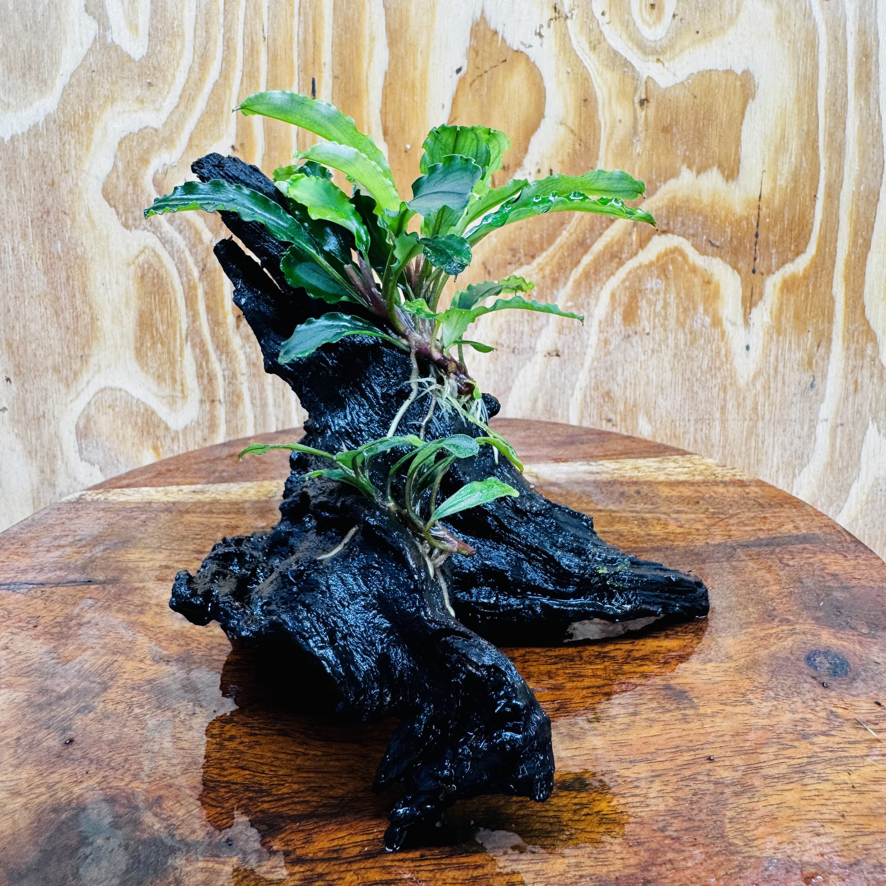 Scapeshop.com.au One Only Double Bucephalandra on Medium Driftwood - ONE ONLY - Elegant Double Bucephalandra on Medium Driftwood - ONE ONLY - Elegant