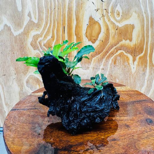 Scapeshop.com.au One Only Double Bucephalandra on Medium Driftwood - ONE ONLY - Elegant Double Bucephalandra on Medium Driftwood - ONE ONLY - Elegant