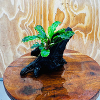 Scapeshop.com.au One Only Double Bucephalandra on Medium Driftwood - ONE ONLY - Elegant Double Bucephalandra on Medium Driftwood - ONE ONLY - Elegant