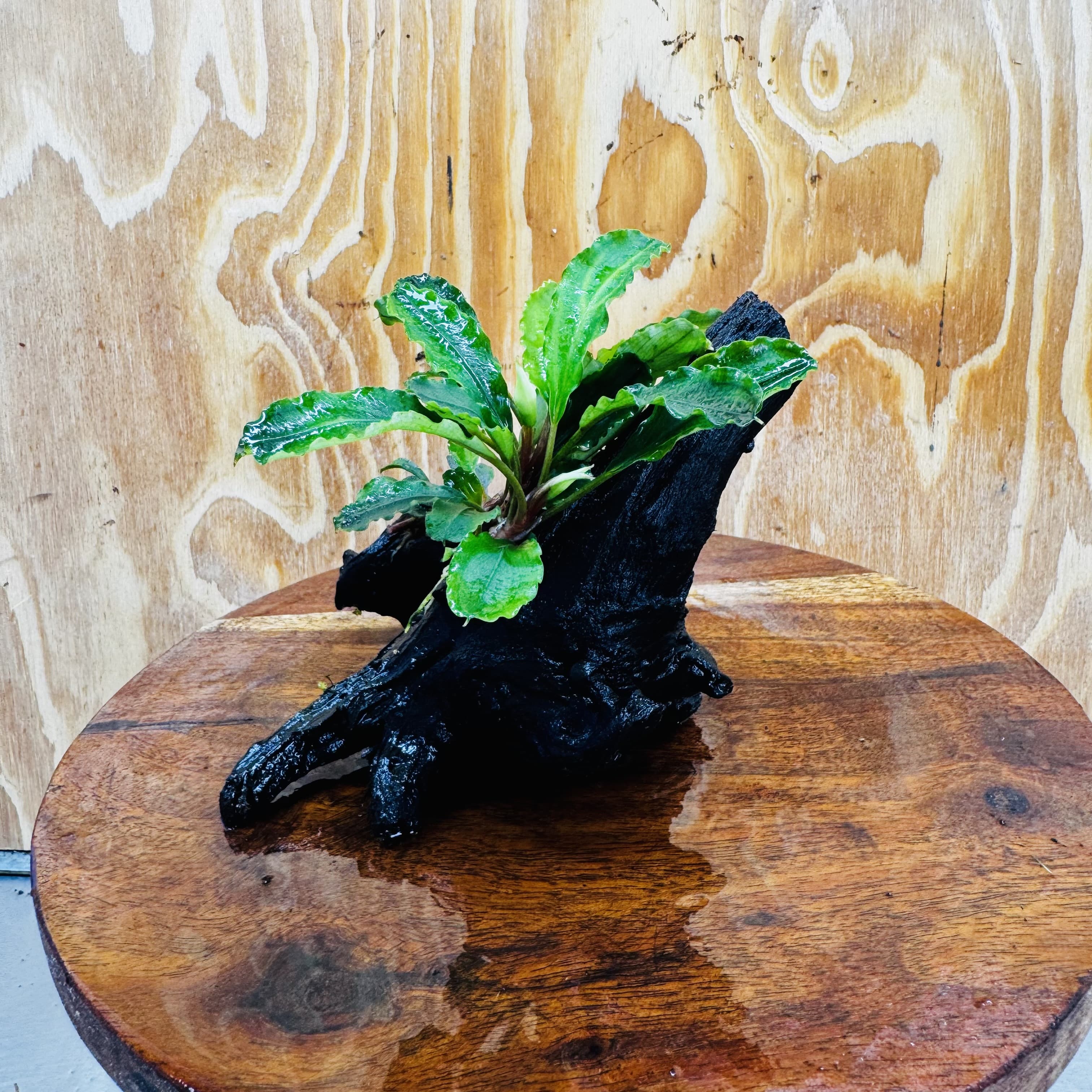 Scapeshop.com.au One Only Double Bucephalandra on Medium Driftwood - ONE ONLY - Elegant Double Bucephalandra on Medium Driftwood - ONE ONLY - Elegant