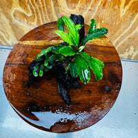 Scapeshop.com.au One Only Double Bucephalandra on Medium Driftwood - ONE ONLY - Elegant Double Bucephalandra on Medium Driftwood - ONE ONLY - Elegant