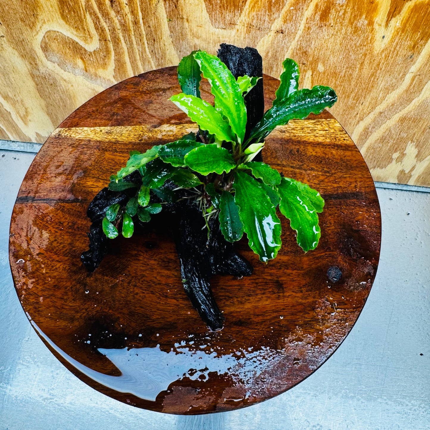 Scapeshop.com.au One Only Double Bucephalandra on Medium Driftwood - ONE ONLY - Elegant Double Bucephalandra on Medium Driftwood - ONE ONLY - Elegant