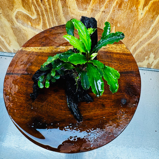 Scapeshop.com.au One Only Double Bucephalandra on Medium Driftwood - ONE ONLY - Elegant Double Bucephalandra on Medium Driftwood - ONE ONLY - Elegant