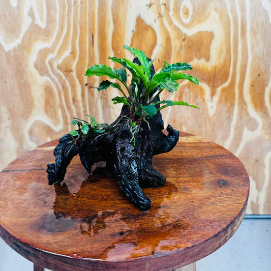 Scapeshop.com.au One Only Double Bucephalandra on Medium Driftwood - ONE ONLY - Elegant Double Bucephalandra on Medium Driftwood - ONE ONLY - Elegant