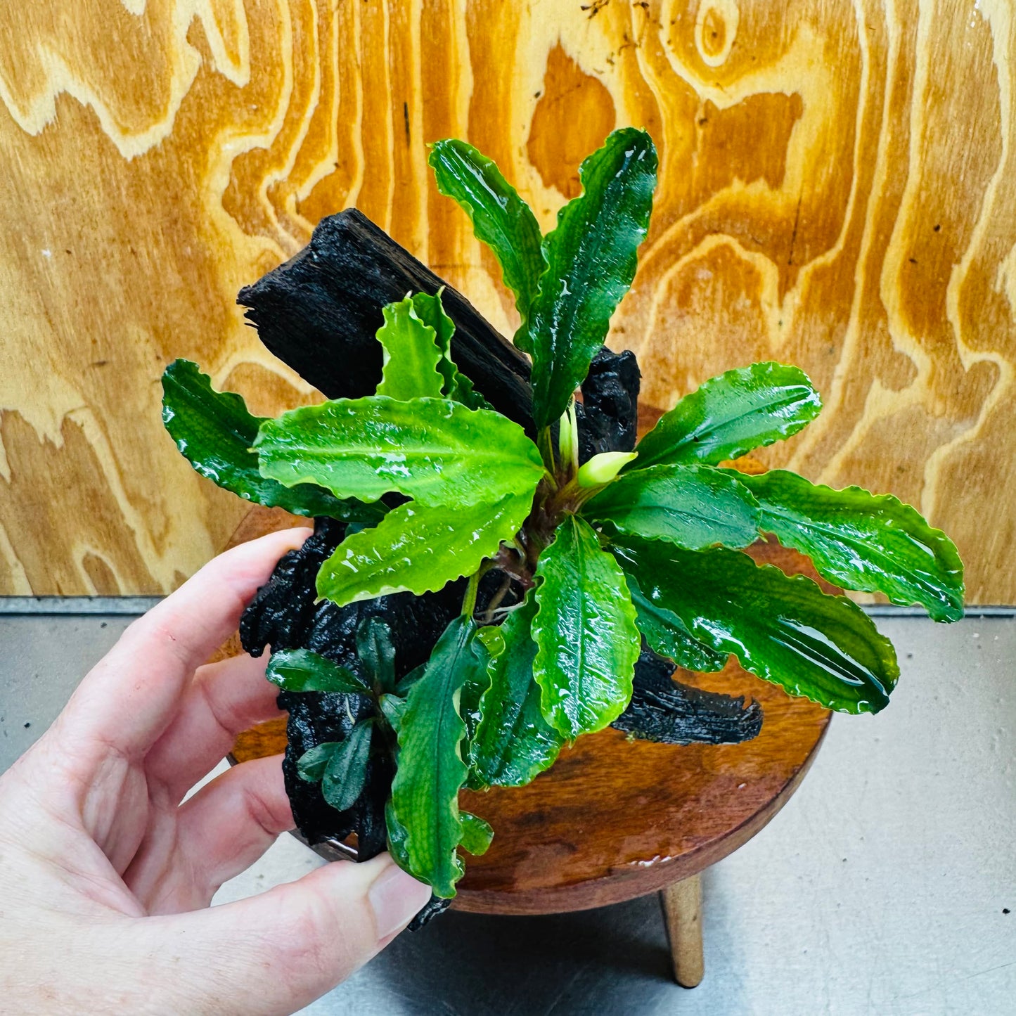 Scapeshop.com.au One Only Double Bucephalandra on Medium Driftwood - ONE ONLY - Elegant Double Bucephalandra on Medium Driftwood - ONE ONLY - Elegant