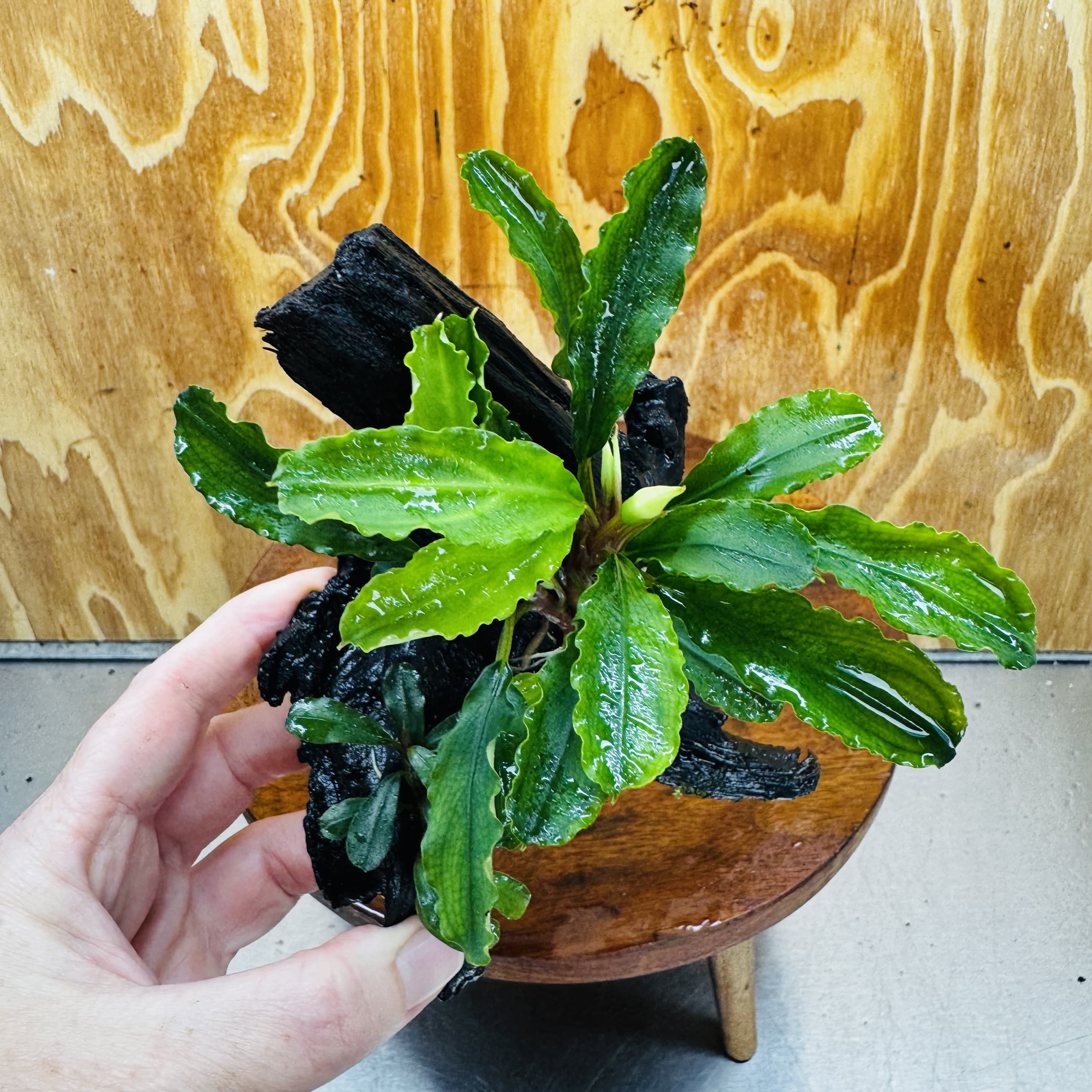 Scapeshop.com.au One Only Double Bucephalandra on Medium Driftwood - ONE ONLY - Elegant Double Bucephalandra on Medium Driftwood - ONE ONLY - Elegant