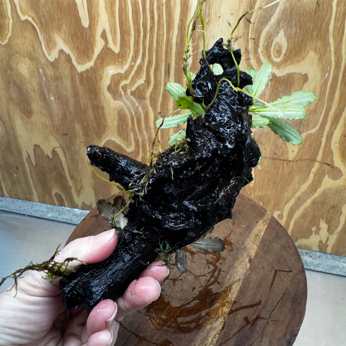 Scapeshop.com.au One Only Double Bucephalandra on Medium Driftwood - ONE ONLY - Elegant Double Bucephalandra on Medium Driftwood - ONE ONLY - Elegant