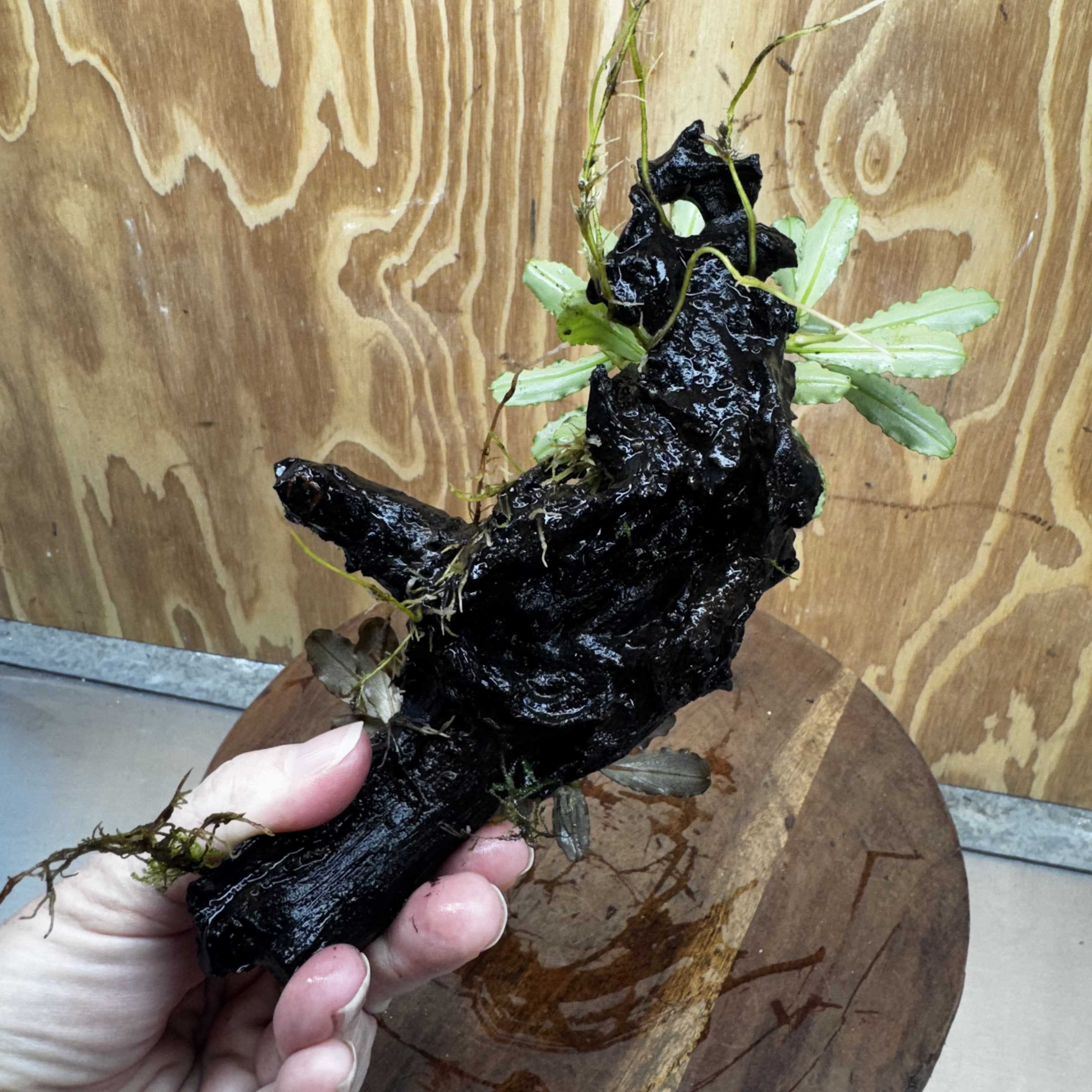 Scapeshop.com.au One Only Double Bucephalandra on Medium Driftwood - ONE ONLY - Elegant Double Bucephalandra on Medium Driftwood - ONE ONLY - Elegant