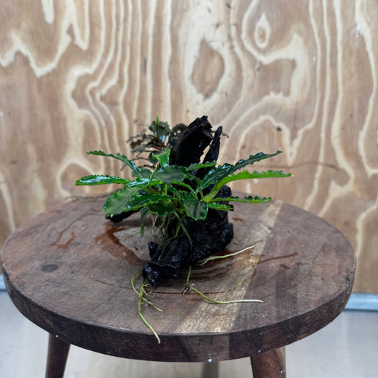 Scapeshop.com.au One Only Double Bucephalandra on Medium Driftwood - ONE ONLY - Elegant Double Bucephalandra on Medium Driftwood - ONE ONLY - Elegant