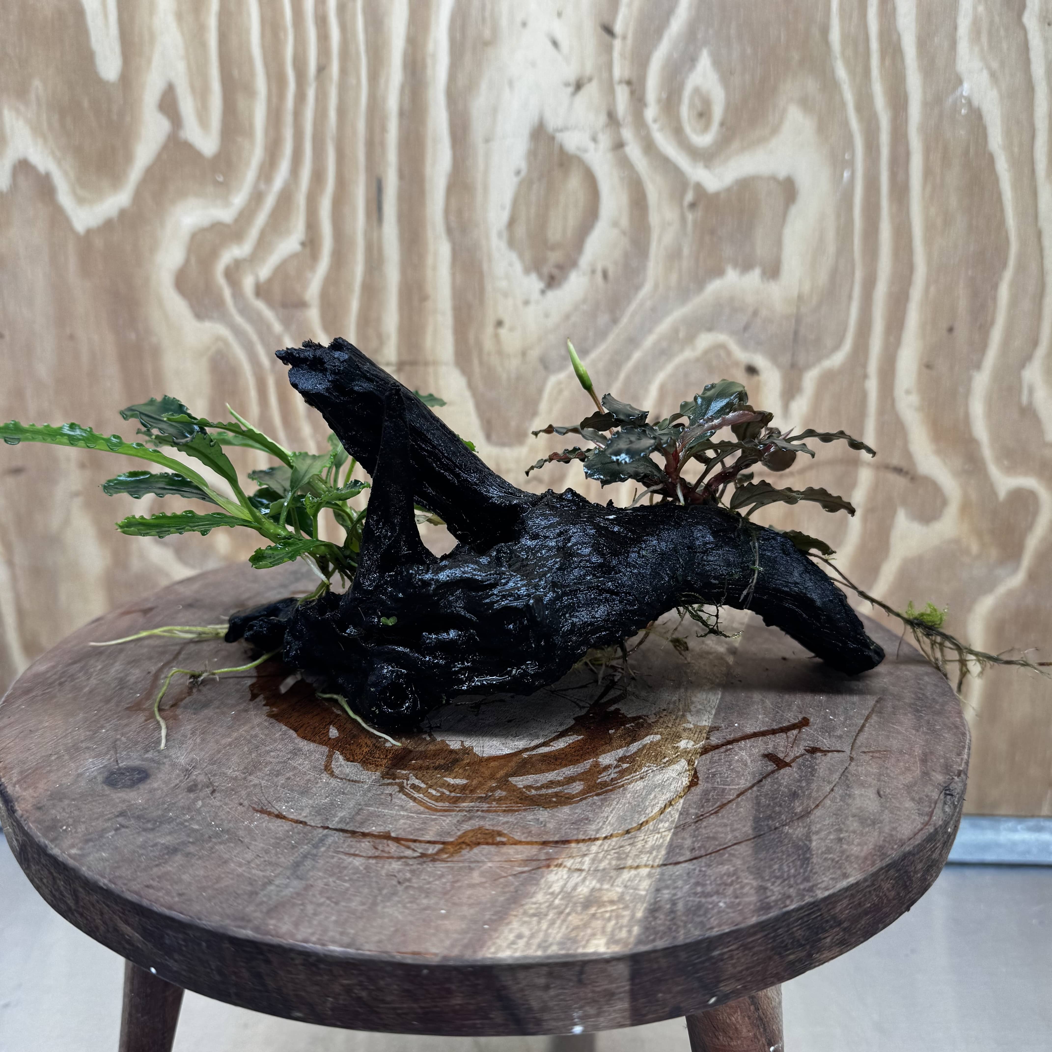 Scapeshop.com.au One Only Double Bucephalandra on Medium Driftwood - ONE ONLY - Elegant Double Bucephalandra on Medium Driftwood - ONE ONLY - Elegant