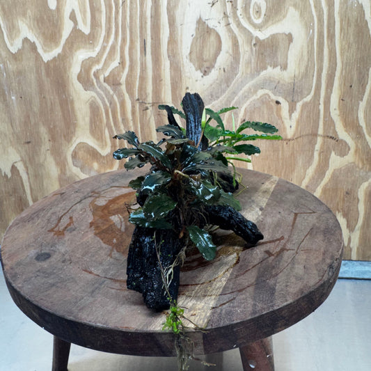 Scapeshop.com.au One Only Double Bucephalandra on Medium Driftwood - ONE ONLY - Elegant Double Bucephalandra on Medium Driftwood - ONE ONLY - Elegant