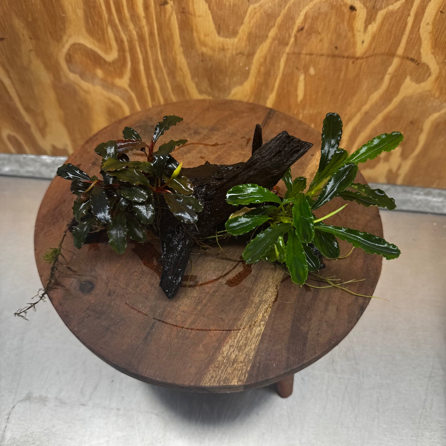 Scapeshop.com.au One Only Double Bucephalandra on Medium Driftwood - ONE ONLY - Elegant Double Bucephalandra on Medium Driftwood - ONE ONLY - Elegant