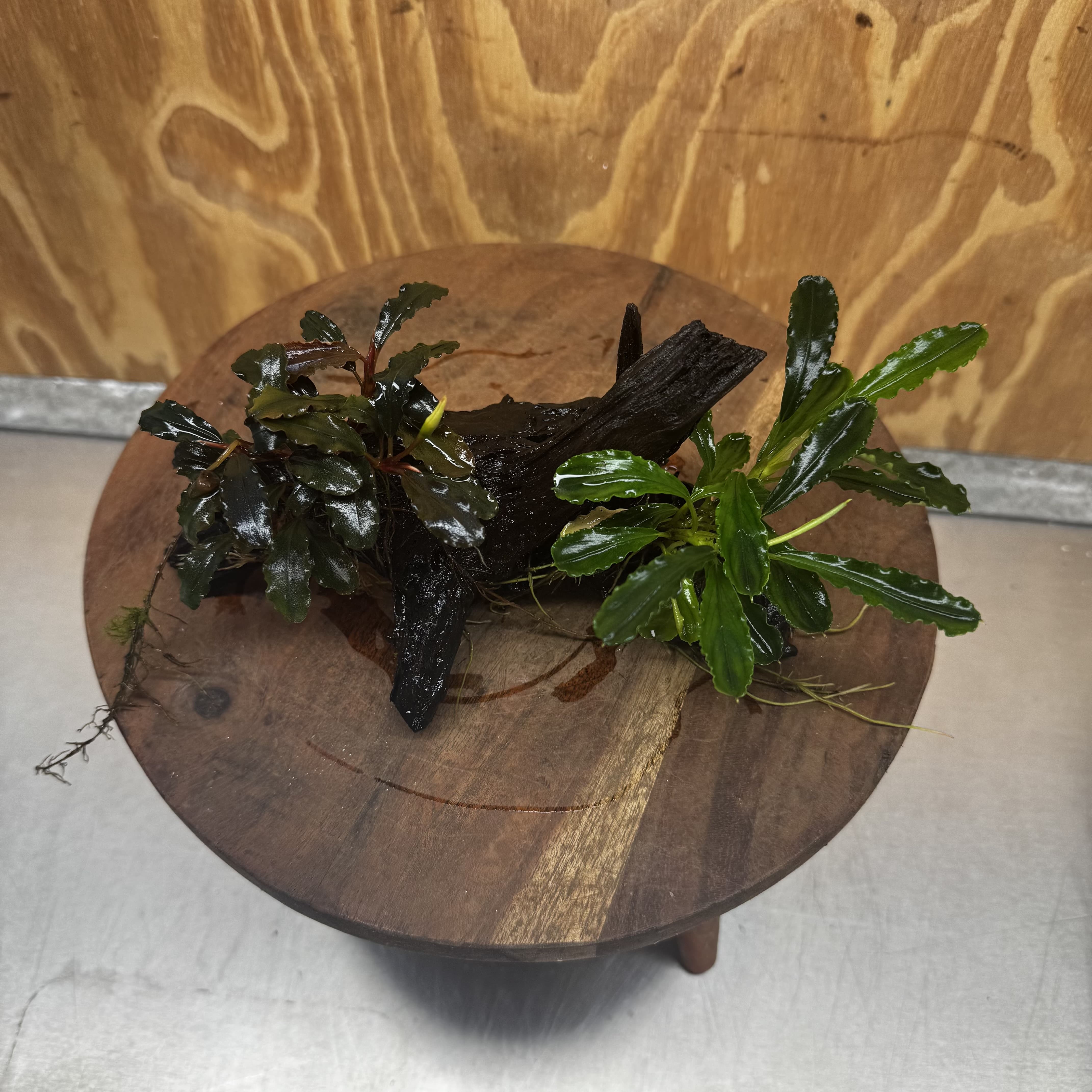 Scapeshop.com.au One Only Double Bucephalandra on Medium Driftwood - ONE ONLY - Elegant Double Bucephalandra on Medium Driftwood - ONE ONLY - Elegant