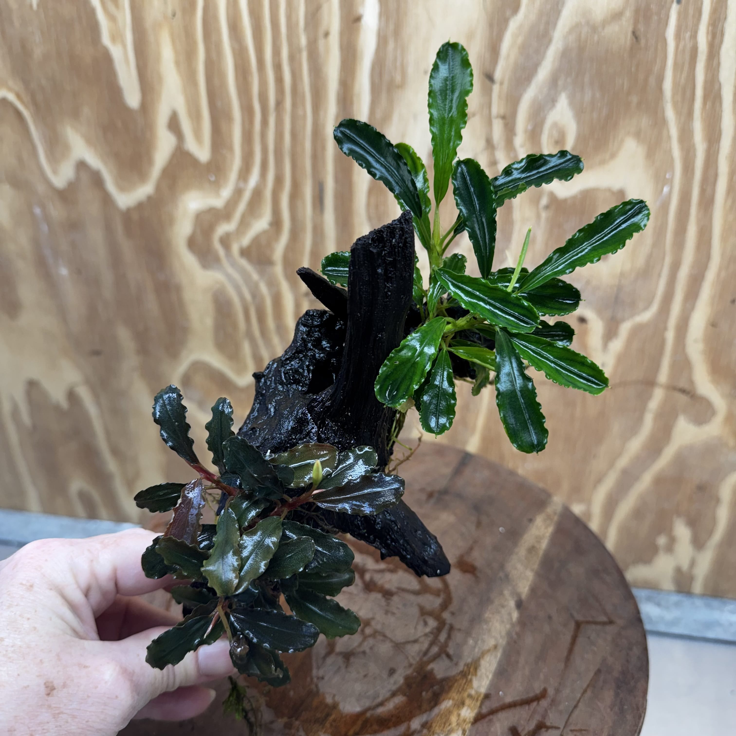 Scapeshop.com.au One Only Double Bucephalandra on Medium Driftwood - ONE ONLY - Elegant Double Bucephalandra on Medium Driftwood - ONE ONLY - Elegant