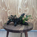 Scapeshop.com.au One Only Double Bucephalandra on Medium Driftwood - ONE ONLY - Elegant Double Bucephalandra on Medium Driftwood - ONE ONLY - Elegant