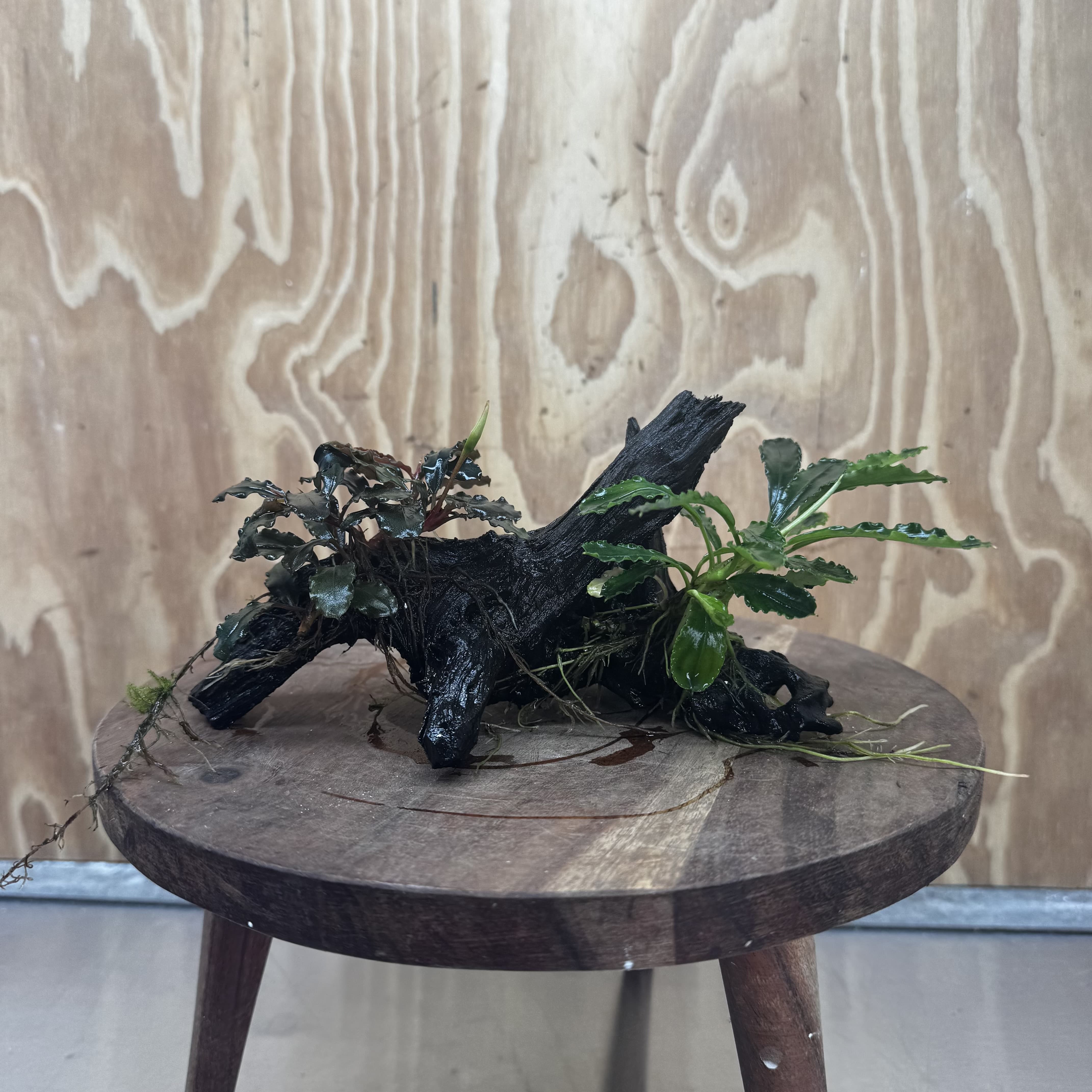 Scapeshop.com.au One Only Double Bucephalandra on Medium Driftwood - ONE ONLY - Elegant Double Bucephalandra on Medium Driftwood - ONE ONLY - Elegant