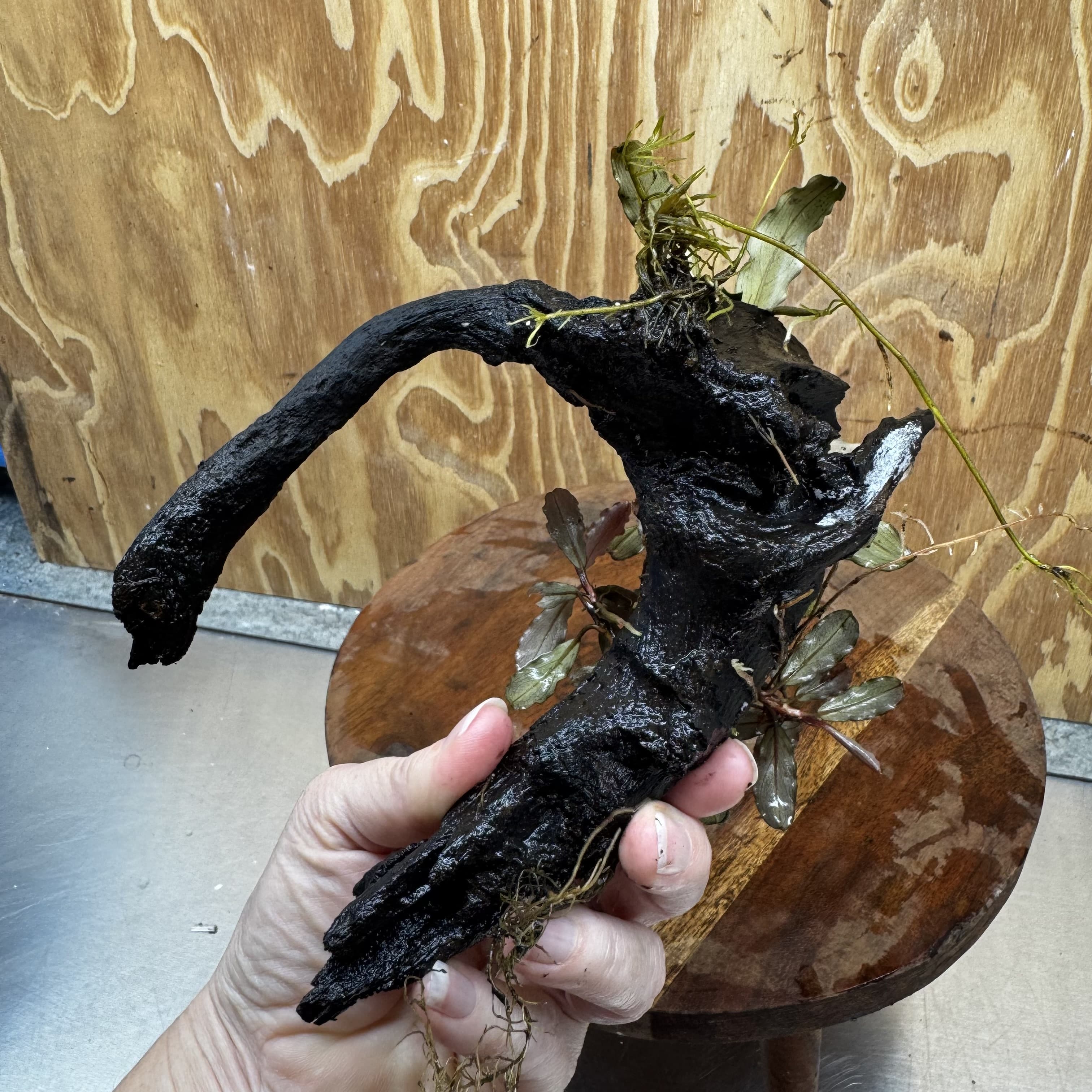 Scapeshop.com.au One Only Double Bucephalandra on Medium Driftwood - ONE ONLY - Elegant Double Bucephalandra on Medium Driftwood - ONE ONLY - Elegant