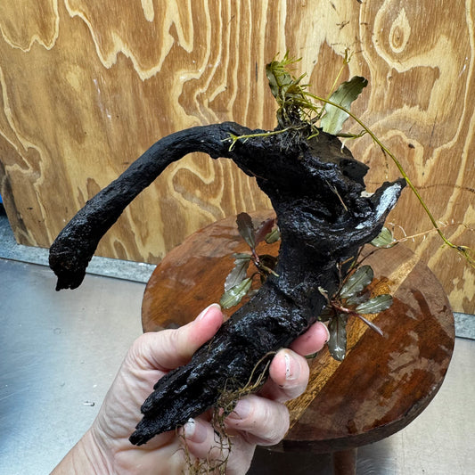 Scapeshop.com.au One Only Double Bucephalandra on Medium Driftwood - ONE ONLY - Elegant Double Bucephalandra on Medium Driftwood - ONE ONLY - Elegant