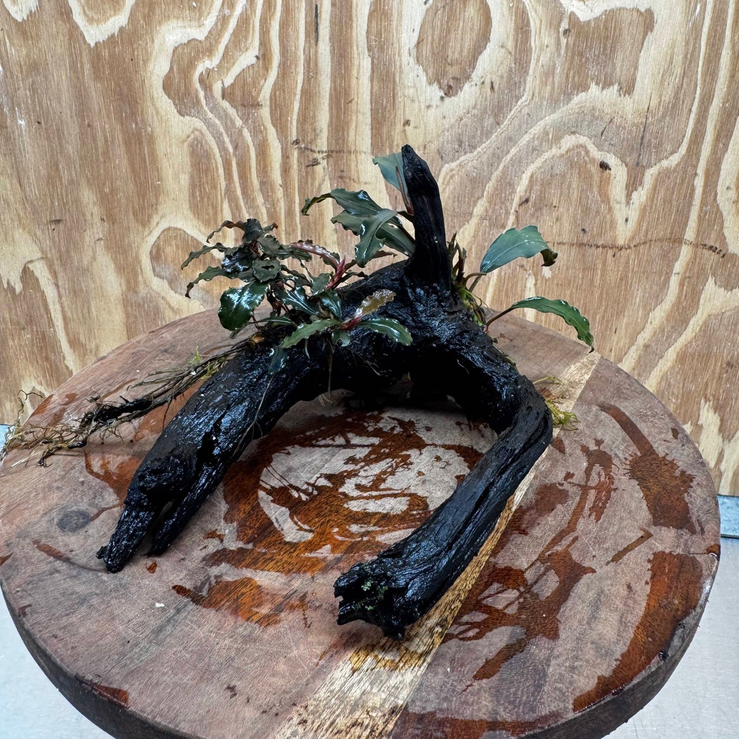 Scapeshop.com.au One Only Double Bucephalandra on Medium Driftwood - ONE ONLY - Elegant Double Bucephalandra on Medium Driftwood - ONE ONLY - Elegant