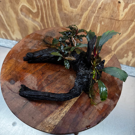Scapeshop.com.au One Only Double Bucephalandra on Medium Driftwood - ONE ONLY - Elegant Double Bucephalandra on Medium Driftwood - ONE ONLY - Elegant