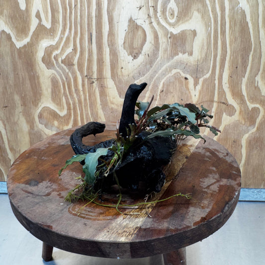 Scapeshop.com.au One Only Double Bucephalandra on Medium Driftwood - ONE ONLY - Elegant Double Bucephalandra on Medium Driftwood - ONE ONLY - Elegant