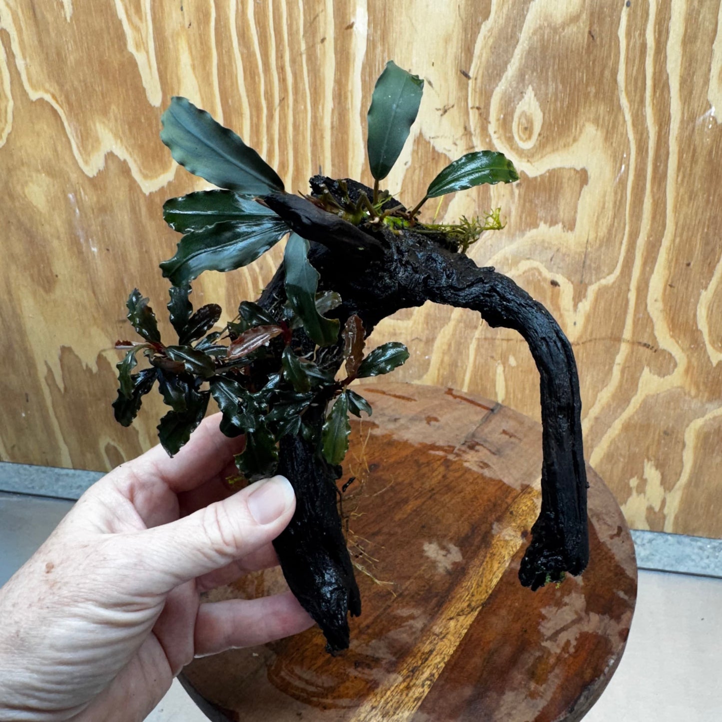 Scapeshop.com.au One Only Double Bucephalandra on Medium Driftwood - ONE ONLY - Elegant Double Bucephalandra on Medium Driftwood - ONE ONLY - Elegant