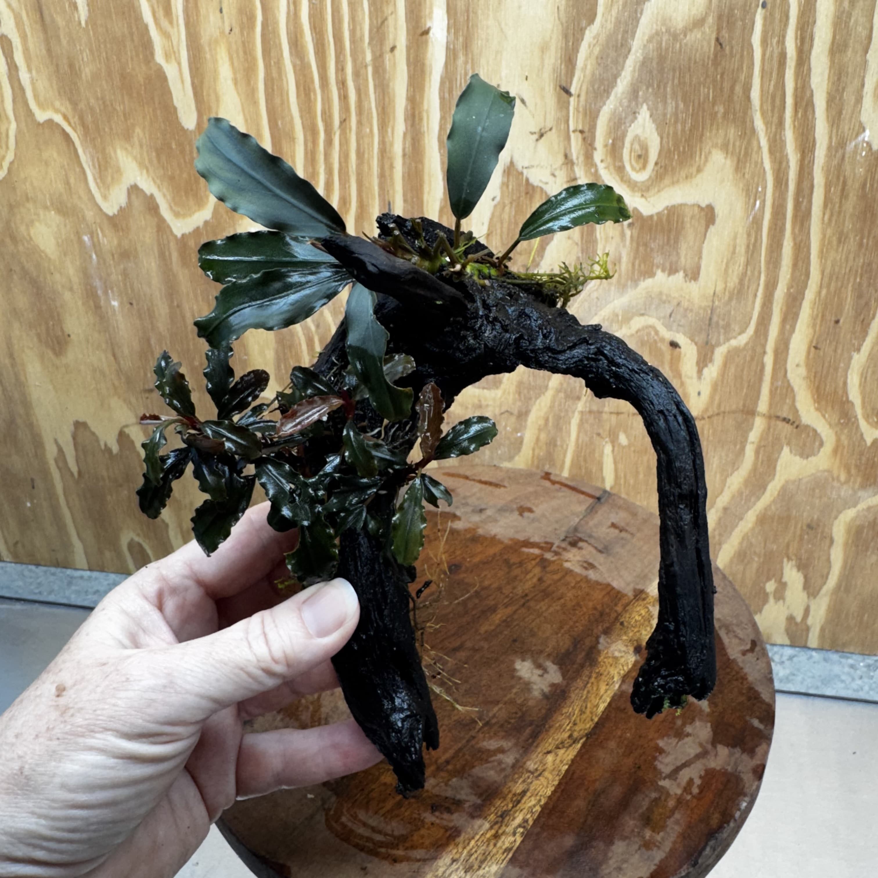 Scapeshop.com.au One Only Double Bucephalandra on Medium Driftwood - ONE ONLY - Elegant Double Bucephalandra on Medium Driftwood - ONE ONLY - Elegant